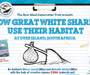 How Great White Sharks Use Their Habitat